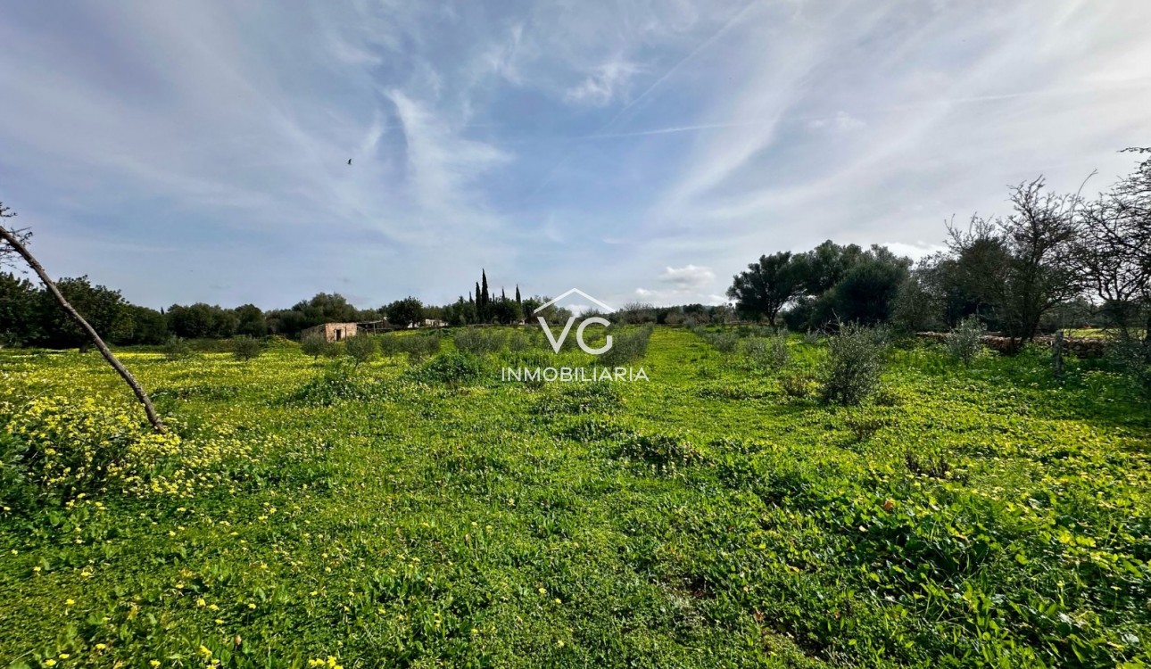 Venta - Terreno - Manacor