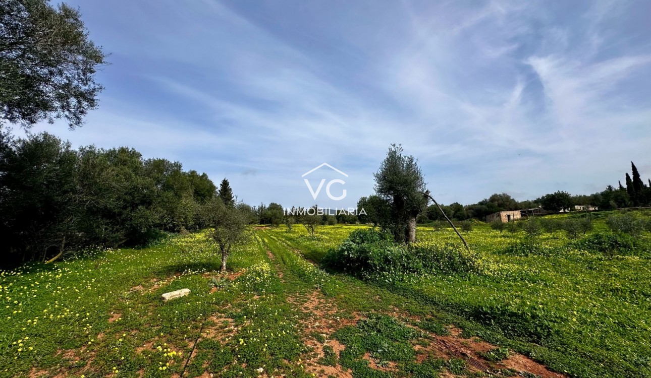 Venta - Terreno - Manacor