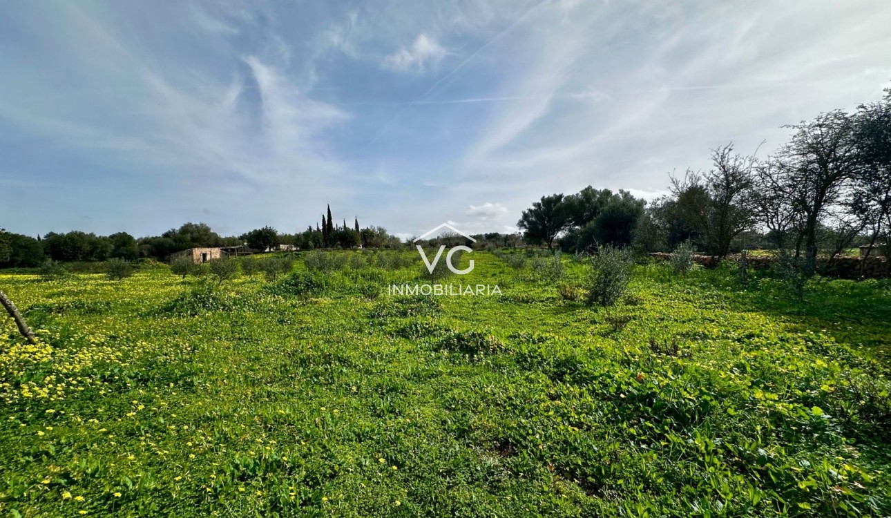 Venta - Terreno - Manacor
