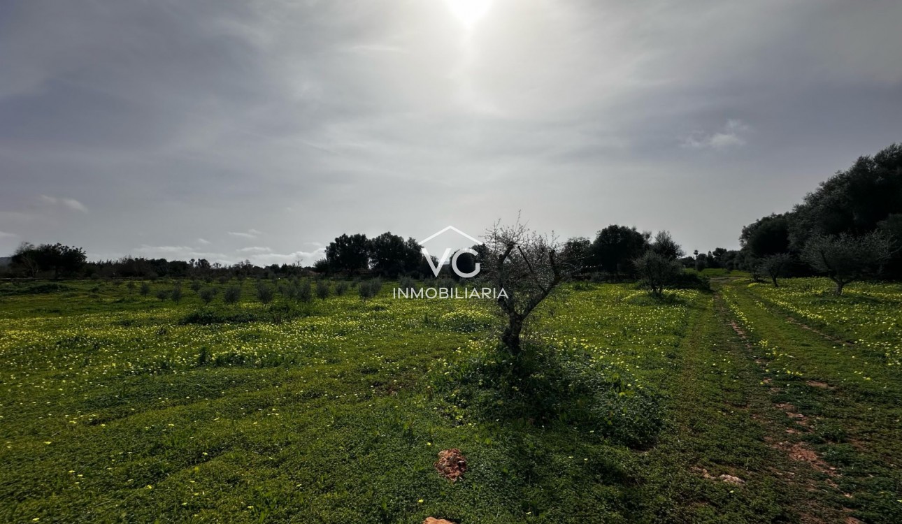 Venta - Terreno - Manacor