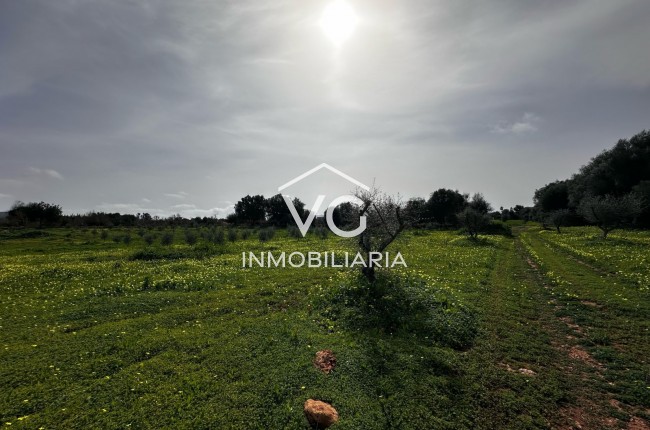 Venta - Terreno - Manacor